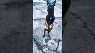 Belgian Malinois Puppy Training  Basics Obedience  Basics Command shorts dog malinois pets [upl. by Netsrak69]