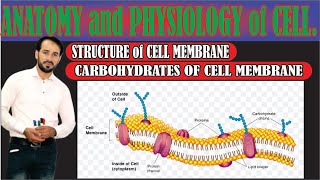 Cell membrane Carbohydrates  Types of Carbohydrates present in Cell membrane  Top lesson4u [upl. by Desirea]