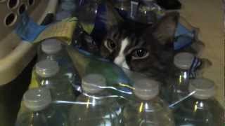 LOL Cat Bottled Water Camouflage [upl. by Chastain]