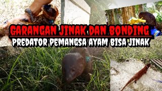 🔴 garangan jinakhewan predator pemangsa ayam lagi bermain‼️ garanganjinak [upl. by Eicyaj]