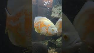 Aquarium fish 🐟 ornamants fish shorts asmr aquarium fish aquariumfish seafish seaanimals uk [upl. by Emiatej]