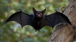 Shocking Facts About Bats You Didnt Know  Moawinpk [upl. by Gonzalo]