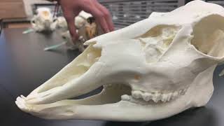 Comparison of Mammal Dentitions [upl. by Herv]