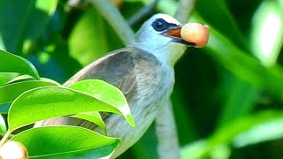 Birds eat fruit in the forest [upl. by Augy]