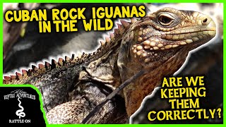 CUBAN ROCK IGUANAS IN THE WILD are we keeping them correctly [upl. by Moseley]