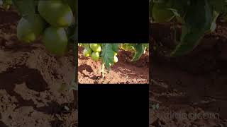 Vuna Hybrid tomato malkia F1 vegetableseeds qualityseeds [upl. by Becka]