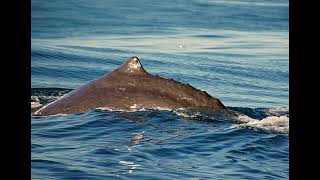 Why Sperm Whales are Real Life Sea Monsters [upl. by Ataliah]