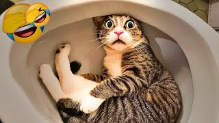 You Laugh You Lose😻🐶Funniest Dogs and Cats 2024😻🐈 [upl. by Suidaht]