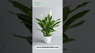 Peace lily Plant Care amp Propagation Flowering Tips peacelily [upl. by Cohleen765]