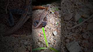 Miracle of birth ✨️ garden lizard 🦎 eggs liying in close up [upl. by Oyam688]