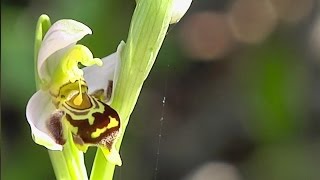 botanique lOrchidée Ophrys Abeille [upl. by Delmer]