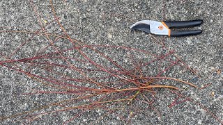 Experiment With Pruning A Small Japanese Maple 4K  November 2024 [upl. by Ranzini232]