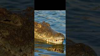 Nile  Longest River absurdcomedy animals nature bbc nile crocodile cairo absurdhumor [upl. by Arym]