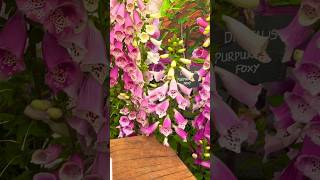 RHS Tatton Park Flower Show 2024 [upl. by Nolaj]