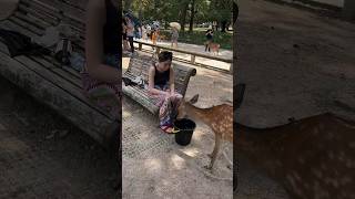 Thirst quenched Tourists heartwarming act for deer  nara deer  japan deer japan naradeer [upl. by Mat]