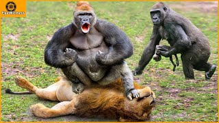 45 Moments Unbelievable  Revenge Of Gorilla King When Discovering Lion Pride Tracking Him [upl. by Broddy]