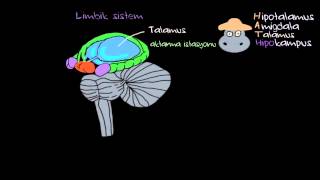 Duygular Limbik Sistem Psikoloji  Çevreyi Algılama [upl. by Aytac]