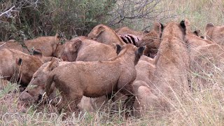 Mayanbula Pride On a Zebra Kill  Intense Fight Between Older Cubs For the Left Overs  Ep163 [upl. by Nived]