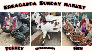 Erragadda every Sunday market in Hyderabad Turkey bird goat market 1 Dec 2024 hyderabad erragadda [upl. by Airdnua678]