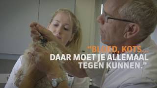 Praktijkleren Dierenartsassistent Paraveterinair [upl. by Eddana]