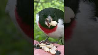 Rose breasted grosbeak A first for me 🤯 ❤️ [upl. by Hertzfeld836]