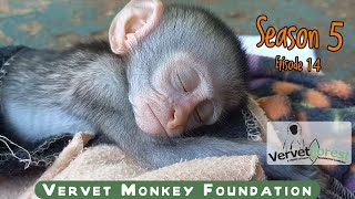 Two new baby monkey arrivals Uncle Floki visits the vet orphan monkeys visit Goliath foster moms [upl. by Rillings]