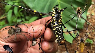 Hunting spiders Catch lots of red spiders and golden orb spiders [upl. by Bertold]