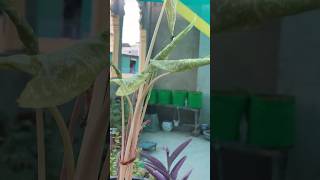 Repotting Caladium 🪴🌸 nature garden youtubeshorts youtube viral shorts shortsfeed [upl. by Rehc]