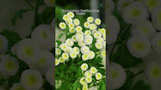 Tanacetum Parthenium The Power of White Feverfew [upl. by Iaras]