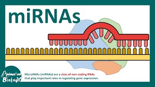 micro RNA  What is microRNA miRNA  How miRNAs work  How miRNAs are detected experimentally [upl. by Ardnasil]