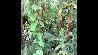 Foraging greater willow herb Epilobium hirsutum [upl. by Gnoht687]