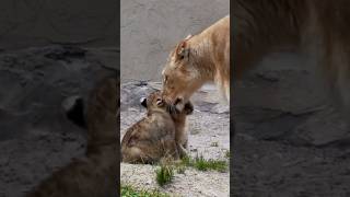 Mother lioness petting her cubs [upl. by Zebada260]