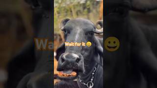 Wait for it 😀shorts ytshorts youtubeshorts viralvideo [upl. by Yddor]