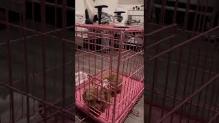 Crate training baby poodle dog dogs pets pet poodle cute cratetraining shorts dogshorts [upl. by Alamap270]