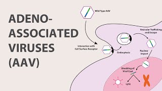 1 Adeno Associated Virus AAV  An Introduction [upl. by Ahsekat]