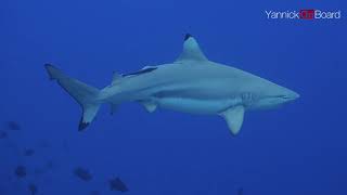 A massive female Blacktips reef shark pragnent  Tubbataha reefs [upl. by Agle]