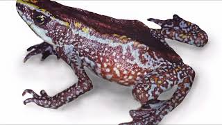 Facts About Atelopus Harlequin Frog [upl. by Macdougall]