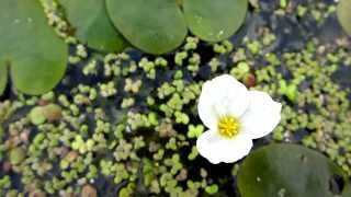 Frogbit Hydrocharis morsusranae  20120819 [upl. by Oca]