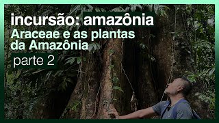 Incursão AMAZÔNIA  ARACEAE E AS PLANTAS DA AMAZÔNIA  Parte 2 [upl. by Zosima709]