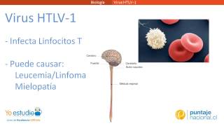 Virus HTLV1 [upl. by Scutt]