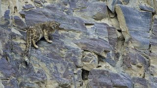 Scaling up Snow leopard conservation in Pakistan  full length [upl. by Rehpotsirh242]