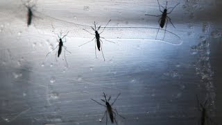 Climate Change Will Prolong US Mosquito Season Lead to Spread of Zika Virus [upl. by Perle]