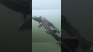 Never Before Seen Shark Behavior Caught On Camera [upl. by Wichern]