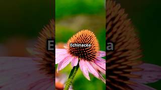 Echinacea Benefits You Need to Know Supercharge Your Immunity [upl. by Raji496]