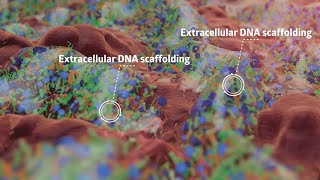 Biofilm formation [upl. by Oigufer]