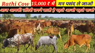 Rathi Cow 15000 ₹ मेंमन पसंद ले जाओआज आपकी लॉटरी लगने वाली है पहले आओ पहले पाओPremAgroFarm [upl. by Nnylesor]