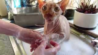 Sphynx cat given a bath [upl. by Potts458]