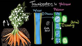 Chap 7 Part 1a  Plant Anatomy Xylem and Phloem  Cambridge ALevel 9700 Biology [upl. by Aicilas]