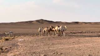 SaudiArabia 🇸🇦 Najd Plateau  Tuwaiq Mountain 🏔️  Camels 🐫 greeting tourists [upl. by Kingdon]