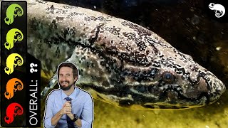 African Lungfish The Best Pet Fish [upl. by Annaili]